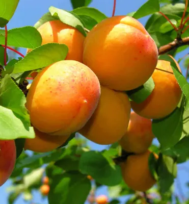 Produktbild von Aprikosenbaum ´EARLY ORANGE´ Unterlage Myrobalan, wurzelnackt
