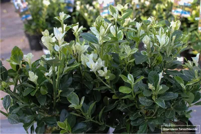 Produktbild von Euonymus japonicus 'Mikajo' - Japanischer Kardinalhut 20 -30 cm Container