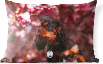 Produktbild von MuchoWow® Outdoor Kissen - Rosa Blumen über dem Cavalier King Charles Spaniel - 50x30 cm - Wetterfest - Lounge Kissen - Sofa kissen - Wohnzimmer Dekoration