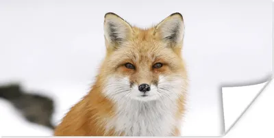Produktbild von MuchoWow® Poster Fuchs - Schnee - Winter 40x20 cm - Poster für die Wand - Poster Schlafzimmer