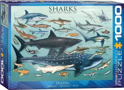 Produktbild von 1000 Teile Puzzle Haie der Ozeane