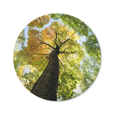 Produktbild von MuchoWow® Mauspad Mousepad Baum - Natur - Wald 20x20 cm - Mousepads - Maus Mat - Pad - Mausunterlage - Schreibtischmatte