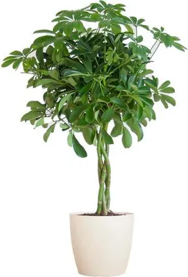 Zdjęcie produktu dla Schefflera Arboricola Nora - figowiec domowy + doniczka 70cm, srednica 21cm