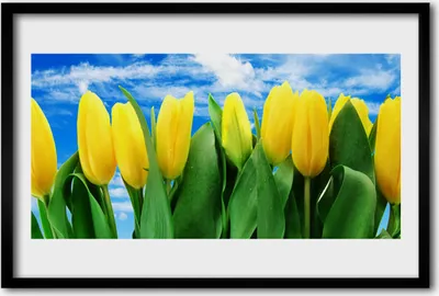 Produktbild von Bild 60x40 MDF-Rahmen Wandkunst Tulpen Blumen