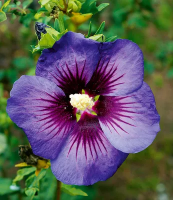 Produktbild von BALDUR Garten 1x Hibiskus 'Hawaii®', Pflanze im 9x9 cm-Topf, intensive Blütenfarbe, Tropen-Flair für Garten & Terrasse, schlanker Wuchs, lange Blütezeit, pflegeleicht, ideal für Kübel, mehrjährig