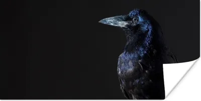 Produktbild von MuchoWow® Poster Vogel - Tiere - Schwarz 40x20 cm