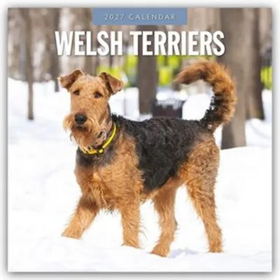Zdjęcie produktu dla Welsh Terrier - Kalendarz na rok 2027 (format 16-miesięczny)
