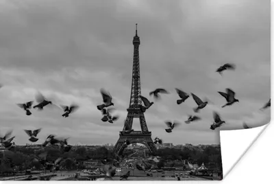 Produktbild von MuchoWow® Poster Vögel vor dem Eiffelturm 120x80 cm - Bilder