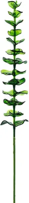 Productafbeelding van EUROPALMS Kristalleukalyptus, kunstplant, groen, 81 cm, 12 stuks (82600200)
