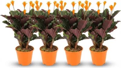 Immagine prodotto di Calathea Crocata – 4 piante – Ø 14 cm – Altezza 40-45 cm – Pianta da appartamento con fiori arancioni – Ama l'umidità e ha un aspetto decorativo