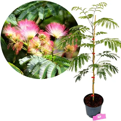 Produktbild von Albizia julibissin – Persischer Seidenbaum, Höhe 60–80 cm, 2-Liter-Topf