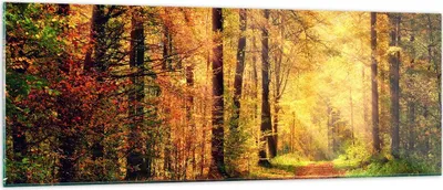 Produktbild von Bilder auf glas - Wald Baum Natur - 140x50cm - Glasbilder - Wandbilder - Kunstdruck - zum Aufhängen bereit - Wanddekoration aus Glas - Glas Bilder - Wandbild auf Glas - Einteilig - GAB140x50-3718