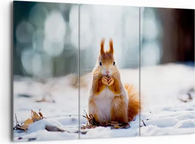 Produktbild von Bild auf Leinwand - Leinwandbild - Eichhörnchen Winter Schnee Essen - 165x110cm - Wand Bild - Wanddeko - Leinwanddruck - Bilder - Kunstdruck - Leinwand bilder - Wandkunst - CE165x110-2798