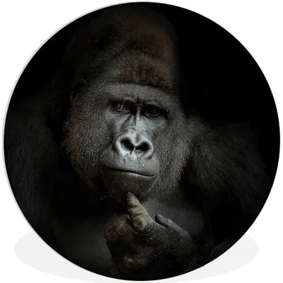 Produktbild von MuchoWow® Rundes Wandbild - Runde Bilder Gorilla - Affe - Tiere - Schwarz und weiß Ø 90 cm Kreis Wanddekoration Kunststoff - Wandkreis - Wandschmuck - Wand-Kreis - Wohnzimmer - Bild - Runde - Wanddeko - Dibond - Kunstdrucke