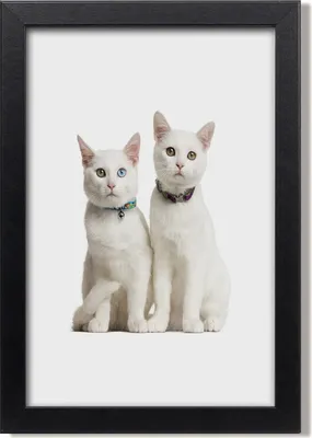 Produktbild von Bild 20x30 MDF-Rahmen, Wandkunst Zwei weiße Katzen