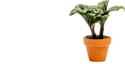 Obrázok produktu pre Gardners Zamioculcas zamiifolia Zenzi, priemer 6 cm
