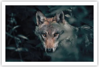 Produktbild von Poster - Poster ohne Rahmen - Wolf Wald Raubtier - 91,5x61 cm - Wand Bild - Wanddeko - Wandbilder - Kunstposter - Wandposter - Bilder - Kunstdruck - Wanddekoration - Wandbild - P2XAA91x61-5053