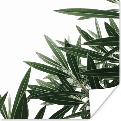 Produktbild von MuchoWow® Poster Natur - Pflanzen - Blätter 50x50 cm - Wohnzimmerdekoration