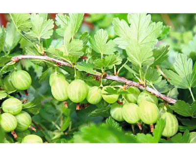 Obrázek produktu pro Angreštbeztrnný zelený FloraSelfRibes uva-crispa 'Mucurines' květináč 3 l