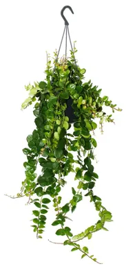 Immagine prodotto di Pianta da rossetto - Aeschynanthus "Pink Polka" - pianta sospesa in vaso a lampada da 15 cm