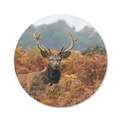 Produktbild von MuchoWow® Mauspad Mousepad Hirsch - Baum - Herbst 40x40 cm - Mousepads - Maus Mat - Pad - Mausunterlage - Schreibtisch Accessoires