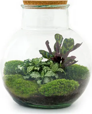 Produktbild von Flaschengarten Teddy – DIY Bausatz Terrarium – ↕26,5cm – Do-It-Yourself Pflanzen-Set im Glas mit Kork – Autarkes Mini-Ökosystem – Mit Calathea, weißer Fittonia & Moos – Für Zuhause & Büro