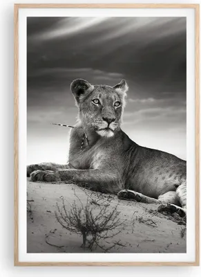 Produktbild von Gerahmtes Poster - Rahmen in heller Eiche - Tierwelt weiblich katze Tier - 70x100 cm - Wand Bild - Wanddeko - Wandbilder - Wandposter - Bilderrahmen - Bilder - Kunstdruck - Wandbild - P2NPA70x100-3165
