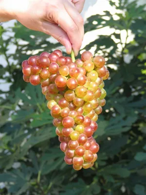 Produktbild von Vitis vinifera Rebe Bellarosso Weintraube Tafeltraube