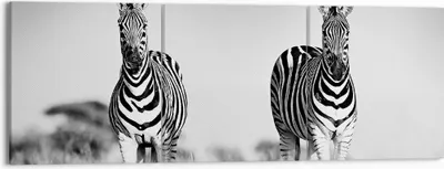 Produktbild von Bild auf Leinwand - Leinwandbild - 3 Teile - Zebras Fotografie Schwarzweiß - 150x50cm - Wand Bild - Wanddeko - Wandbilder - Leinwanddruck - Bilder - Wanddekoration - Leinwand bilder - CA150x50-4476
