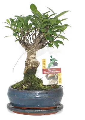 Obrázek produktu pro Bonsai čínský fíkovník - Ficus retusa - stáří přibližně 6 let - kulovitý tvar