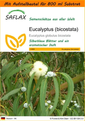 Produktbild von SAFLAX - Garden in the Bag - Eucalyptus (bicostata) - 100 Samen - Mit Anzuchtsubstrat im praktischen, selbst aufstellenden Beutel - Eucalyptus globulus