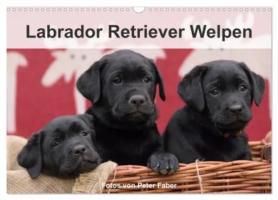 Produktbild von Labrador Retriever Welpen (Wandkalender 2027 DIN A3 quer), CALVENDO Monatskalender