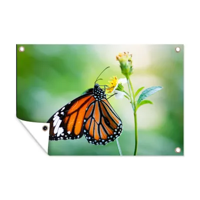Obrázek produktu pro MuchoWow® Zahradní plakáty - Motýl - Květiny - Hmyz - 40x60 cm - Zahradní dekorace