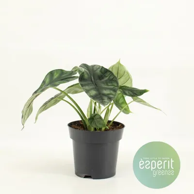 Immagine prodotto di Alocasia Dragon Scale - 25cm - Ø14cm - Pianta d'appartamento - Sempreverde