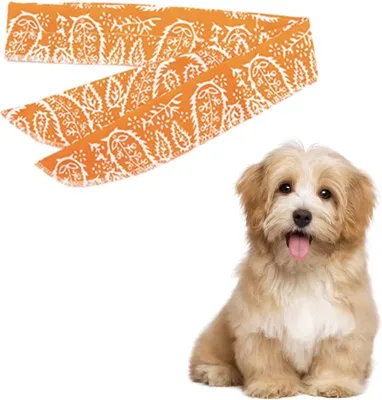 Image de CHPN - Collier pour chien - Collier pour chien - Bandana pour chien - Orange - Bandana orange - Bandana pour la taille de la hanche de votre chien - Taille unique - Adaptable à toutes les tailles