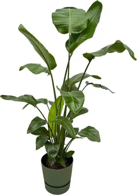 Productafbeelding van Famanu Strelitzia Nicolai met groeneille ronde pot - 160 cm - diameter 30 cm