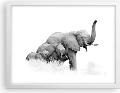 Produktbild von Gerahmtes Poster - Weißer Rahmen - Elefanten Familie Schwarz und Weiß - 40x30 cm - Wand Bild - Wanddeko - Wandbilder - Kunstposter - Wandposter - Bilderrahmen - Bilder - Kunstdruck - P2WAA40x30-4374