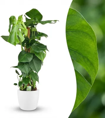 Produktbild von Green boutiQ - Zimmerpflanze - Fensterblatt - Monstera Deliciosa Moosstab - Grün - Pflegeleicht - 1 Pflanze - mit Übertopf Weiß - Topf 19cm - Höhe 90cm
