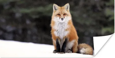 Produktbild von MuchoWow® Poster Fuchs - Schnee - Rot 40x20 cm - Poster für die Wand - Poster Schlafzimmer