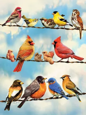Produktbild von COBBLE HILL Puzzle Birds on a Wire 500 Teile
