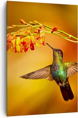 Produktbild von Bild auf Leinwand - Leinwandbild - Einteilig - Kolibri Vogel Sommer - 70x100cm - Wand Bild - Wanddeko - Wandbilder - Leinwanddruck - Wanddekoration - Leinwand bilder - Wandbild - PA70x100-3490