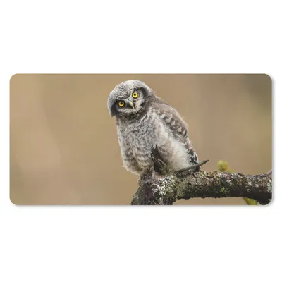 Produktbild von MuchoWow® Schreibtischunterlage Jungtiere - Sperberkauz - Zweig 80x40 cm - XXL Mauspad - Gaming Mauspad