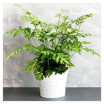 Produktbild von Pteris Evergremiensis - Saumfarn | 25-35 cm Getopfte Zimmerpflanze