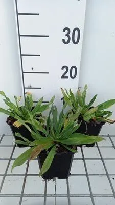Image de 6 x Echium vulgare - Echium - pot 9 x 9 cm