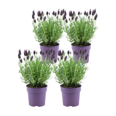 Produktbild von ZynesFlora Schopflavendel Lavandula - 4 Stück - Höhe: 25-30 cm