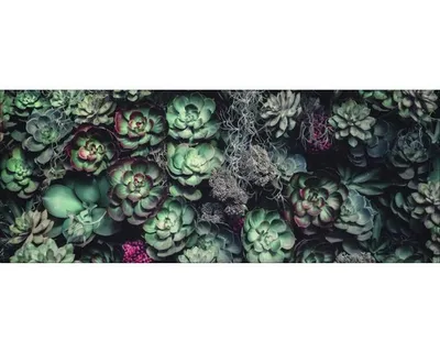 Produktbild von Glasbild Strange Flowers 125x50 cm
