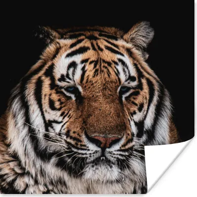 Produktbild von MuchoWow® Poster Tiger - Tiere - Orange 30x30 cm - Wandposter - Printing