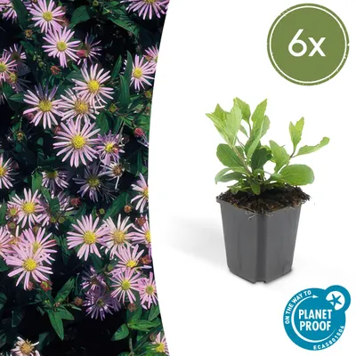 Produktbild von Aster ageratoides 'Asran' | 6 Stücke - 10-25cm - Ø9cm - Gartenpflanze