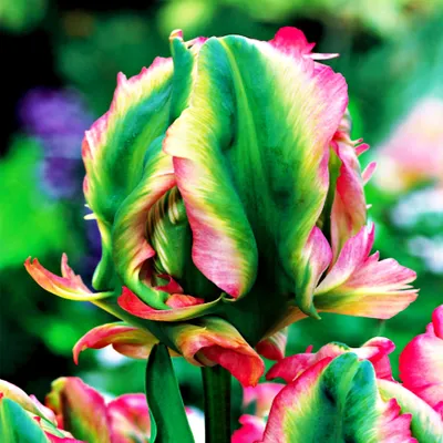 Zdjęcie produktu dla Tulipan Papuzi Exotic Parrot 5 szt. Tulipany Cebulki Tulipanów Cebule Kwiat