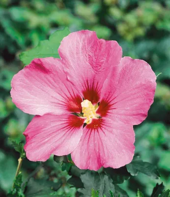 Produktbild von BALDUR Garten 10x Winterharte Hibiskus-Hecke, Pflanzen im 9x9 cm-Topf, Blüten essbar, Garteneibisch Roseneibisch, Hibiscus Syriacus Blütengehölze Zierstrauch, blühend